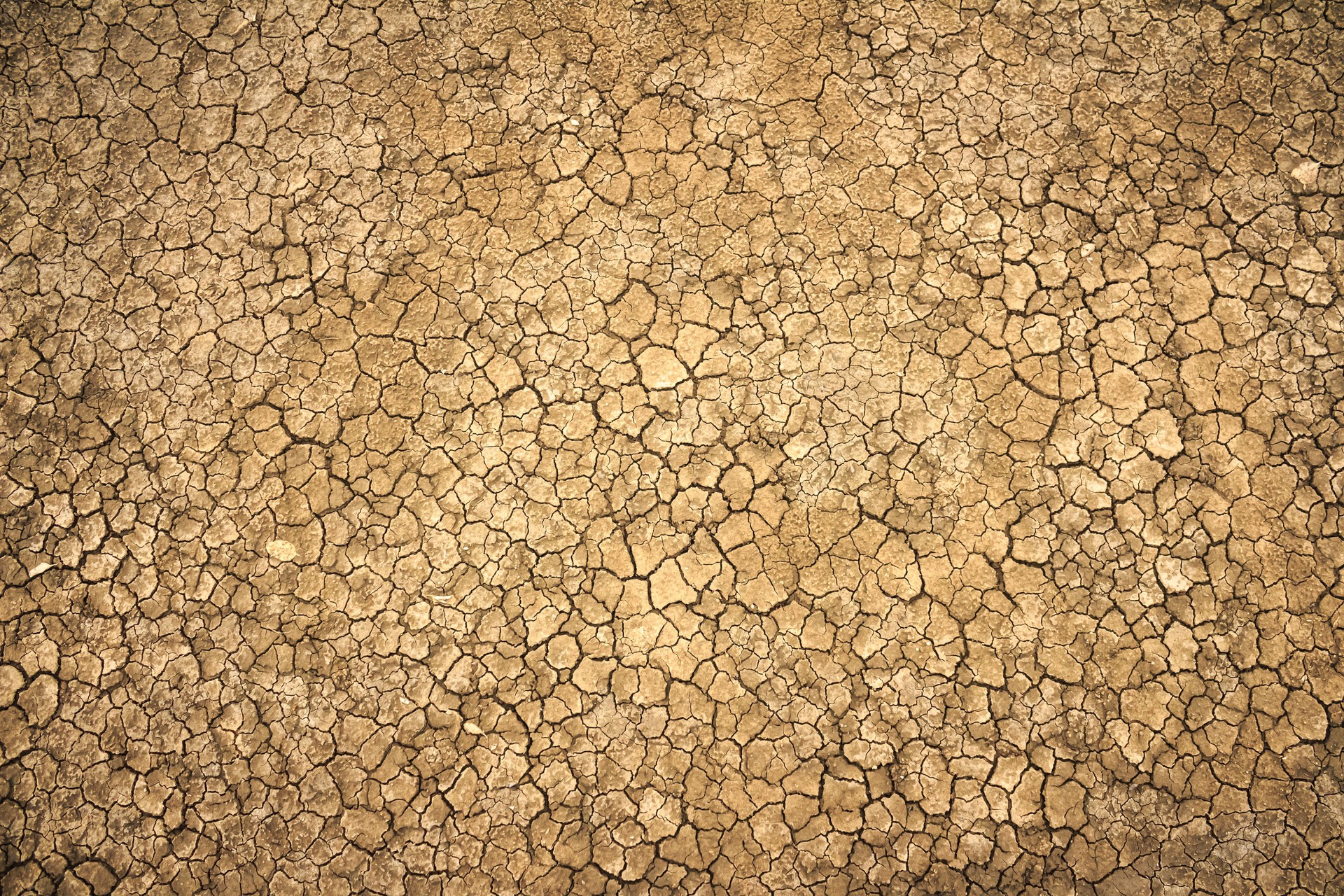 cracked clay ground into the dry season